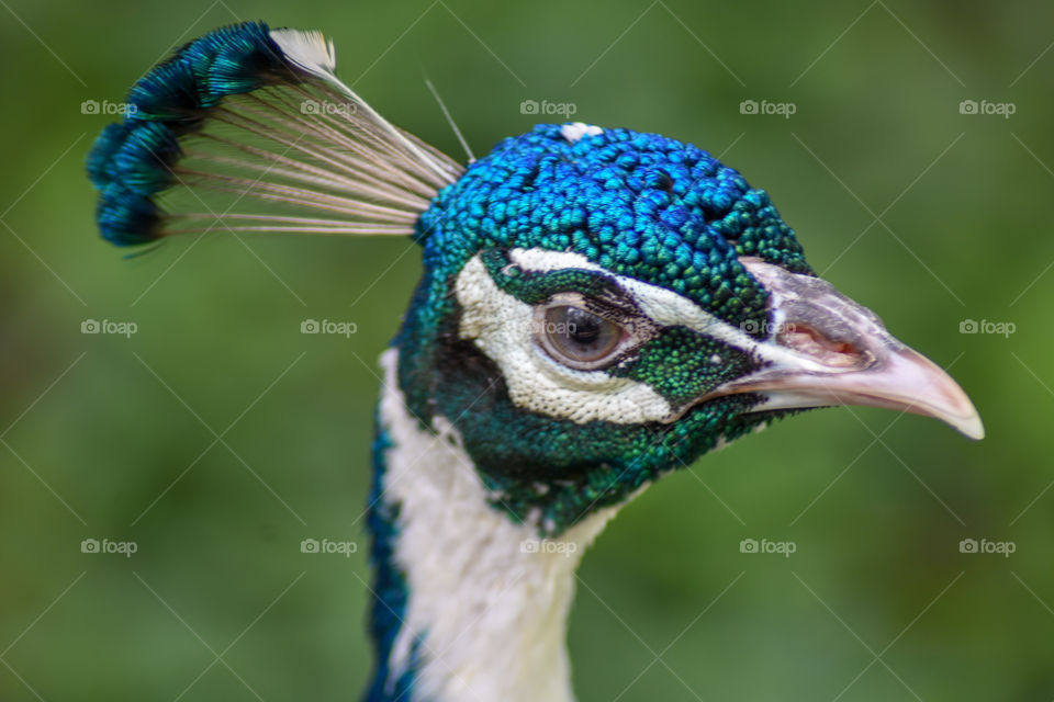 peacock close up