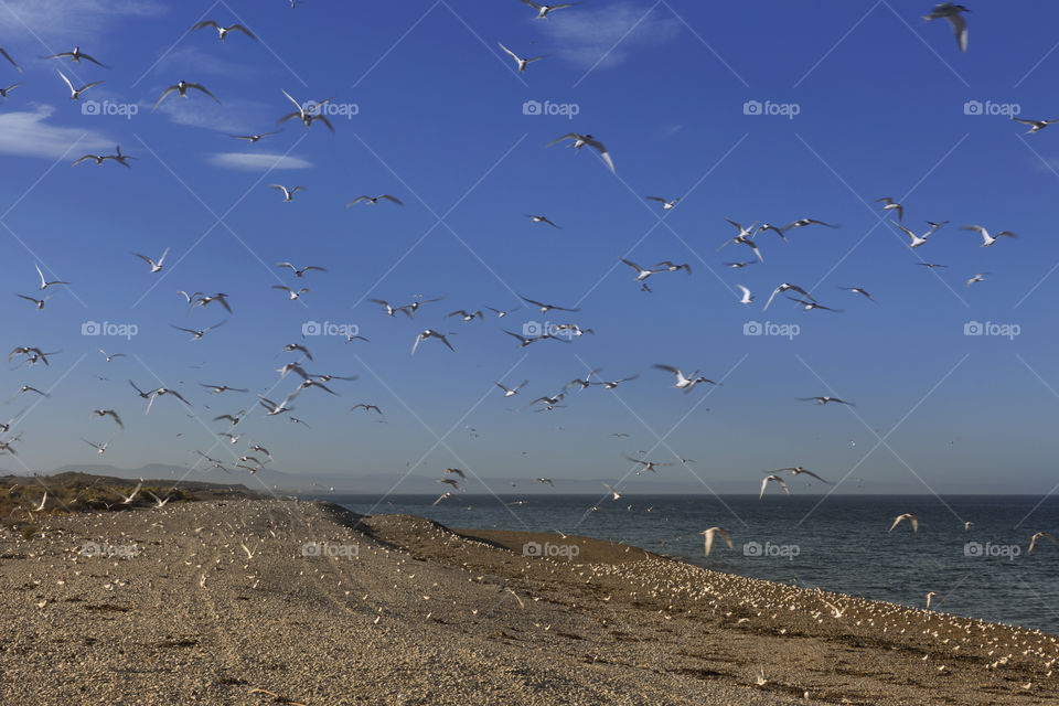 Thousands of birds on the beach.