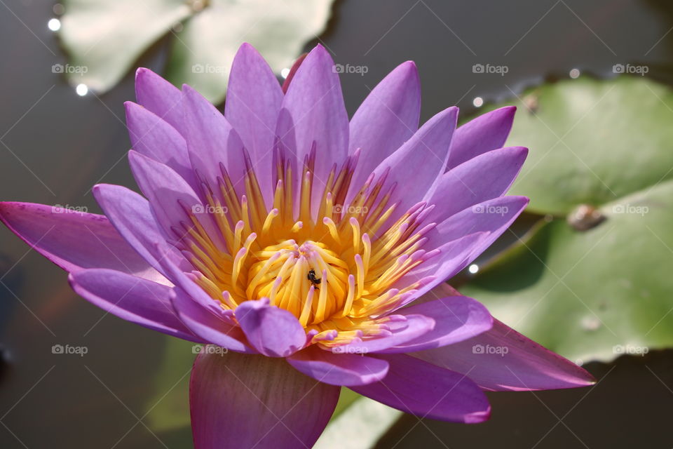 Flower in purple lotus nature