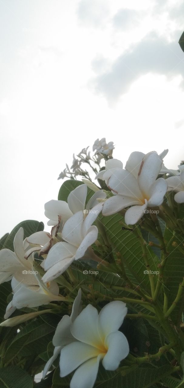 Flowers that can make your day. If you try to help yourself.Agree???