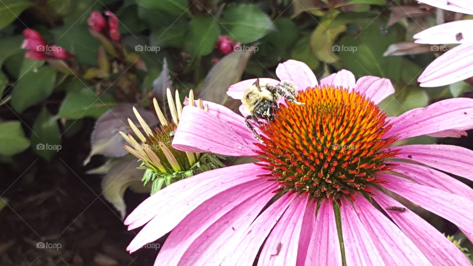 garden bee