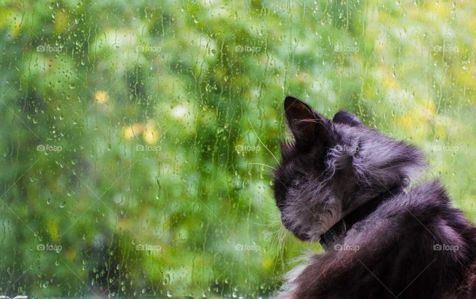 black and white cat near the window in the autumn season