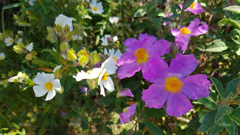 Fleurs du maquis - Ciste