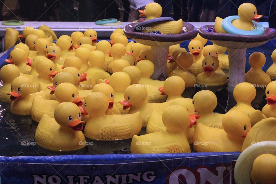 That's A Lot Of Ducks 