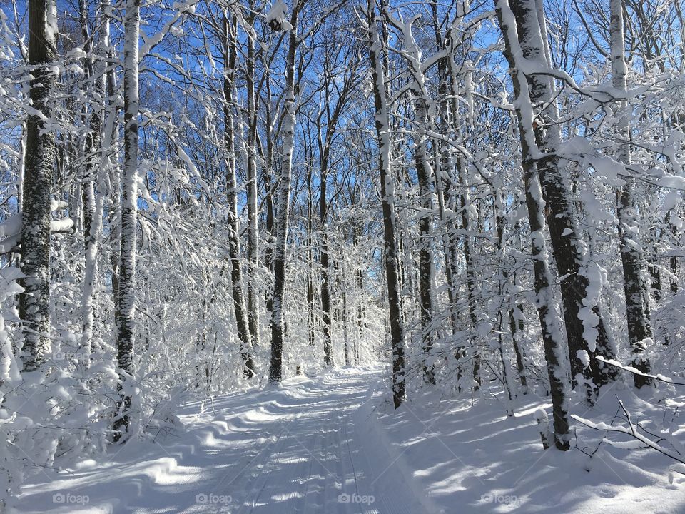 Snow-covered trees on a cross-country ski trail. 