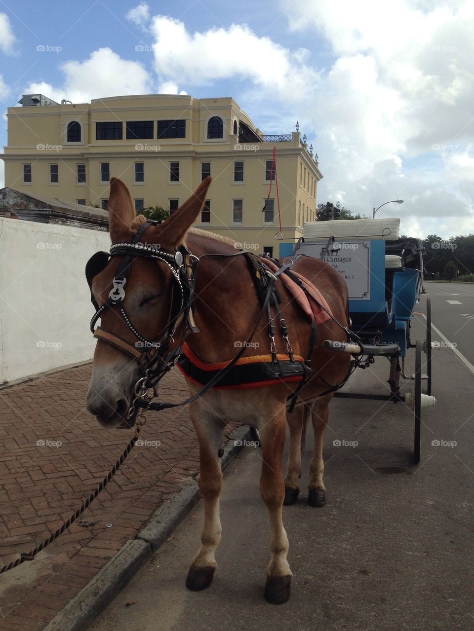 Horse and carriage