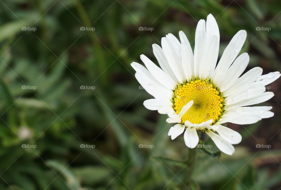 Close-up of a daisy flower