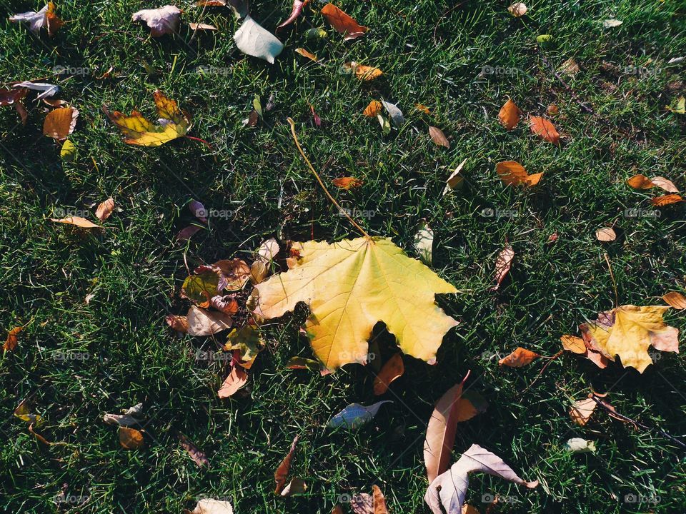 on the green grass with autumn leaves, autumn 2016