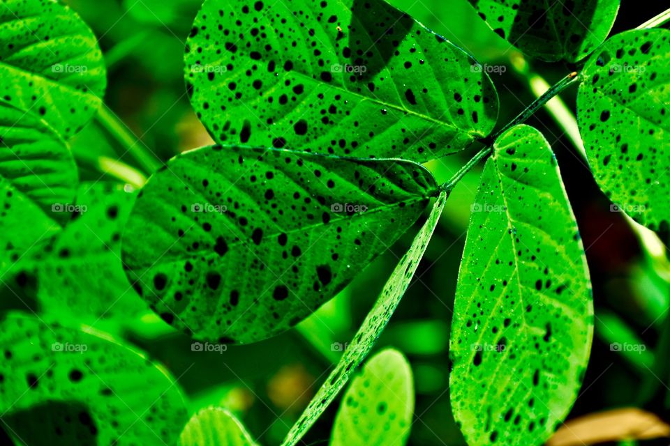 Spotted leaf