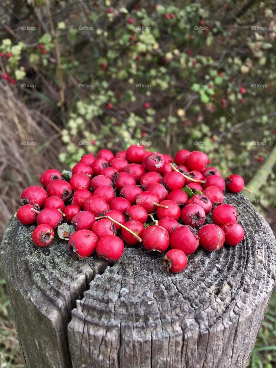 fruits