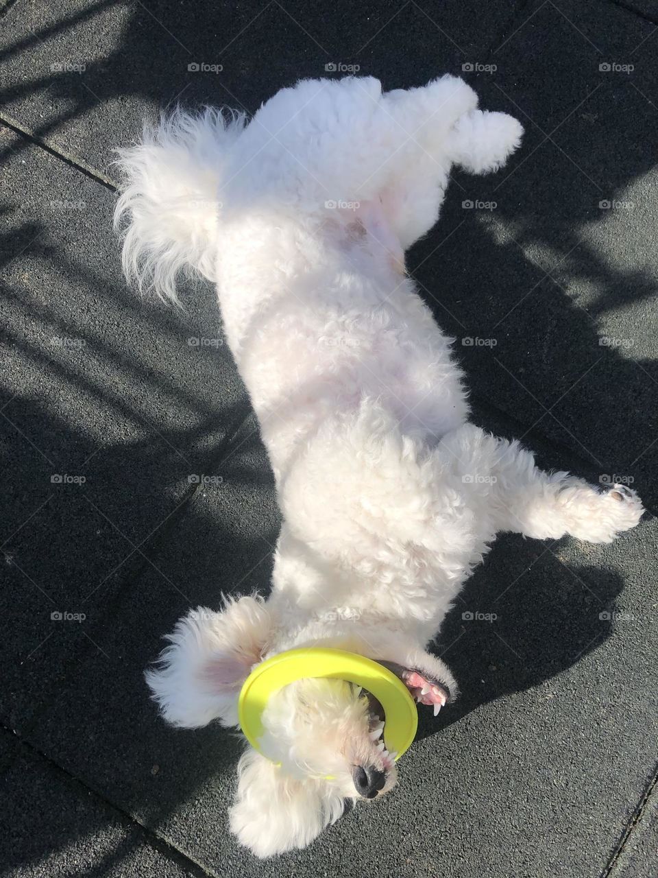 Dog playing with his favourite yellow frisbee 