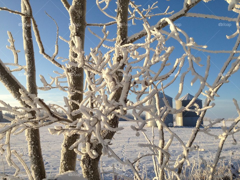 Scenic landscape of the hoar frost on a tree 