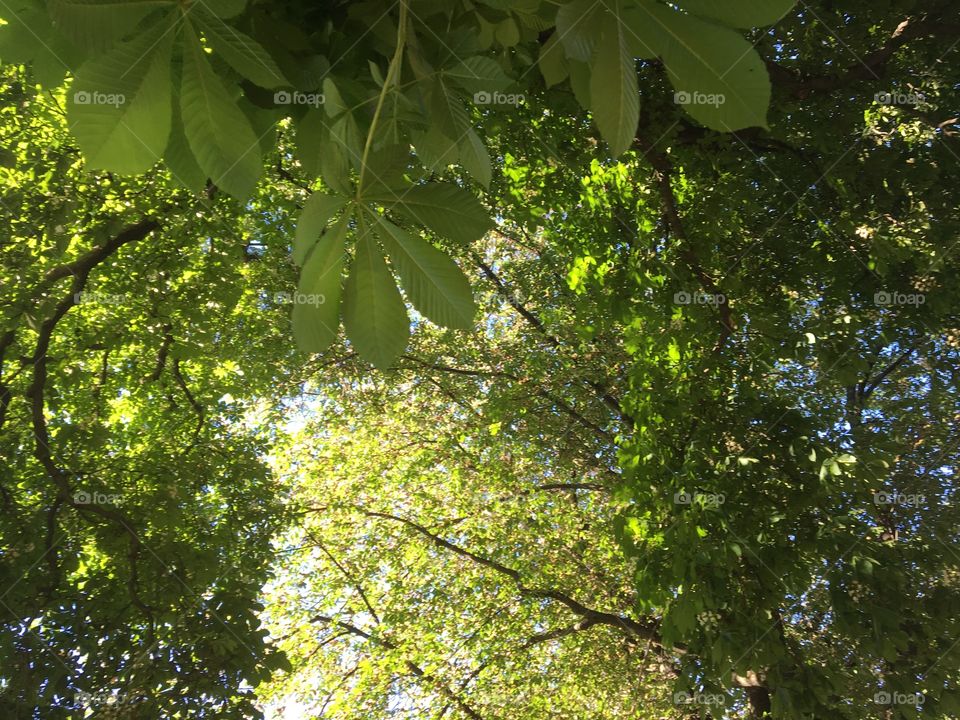 Green leafs into the sky
