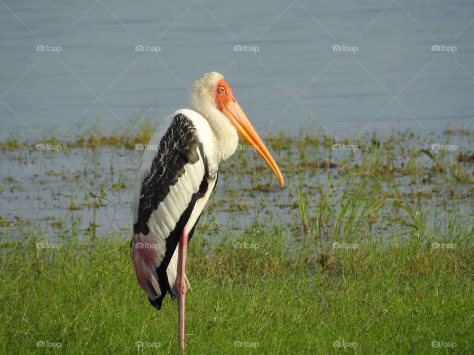 As per the saying it is on time " early bird cathes the worms" (fishes 😜).. What a beautiful painted Stork