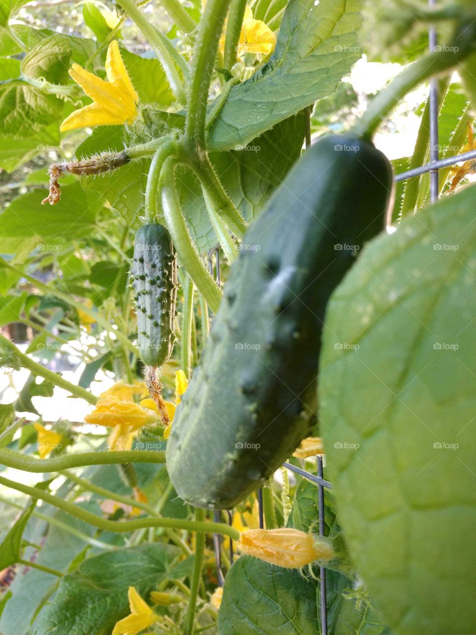 cucumber
