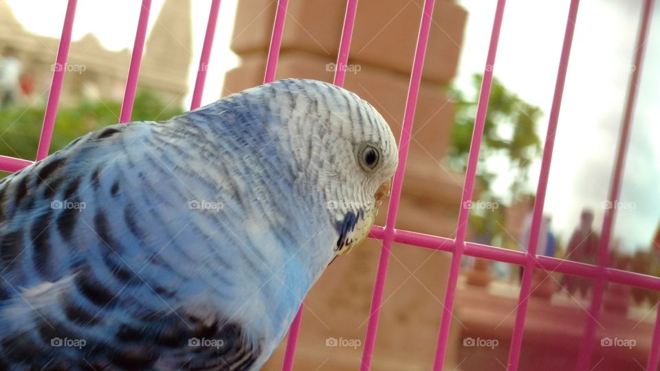 Closeup click love bird 🐦
