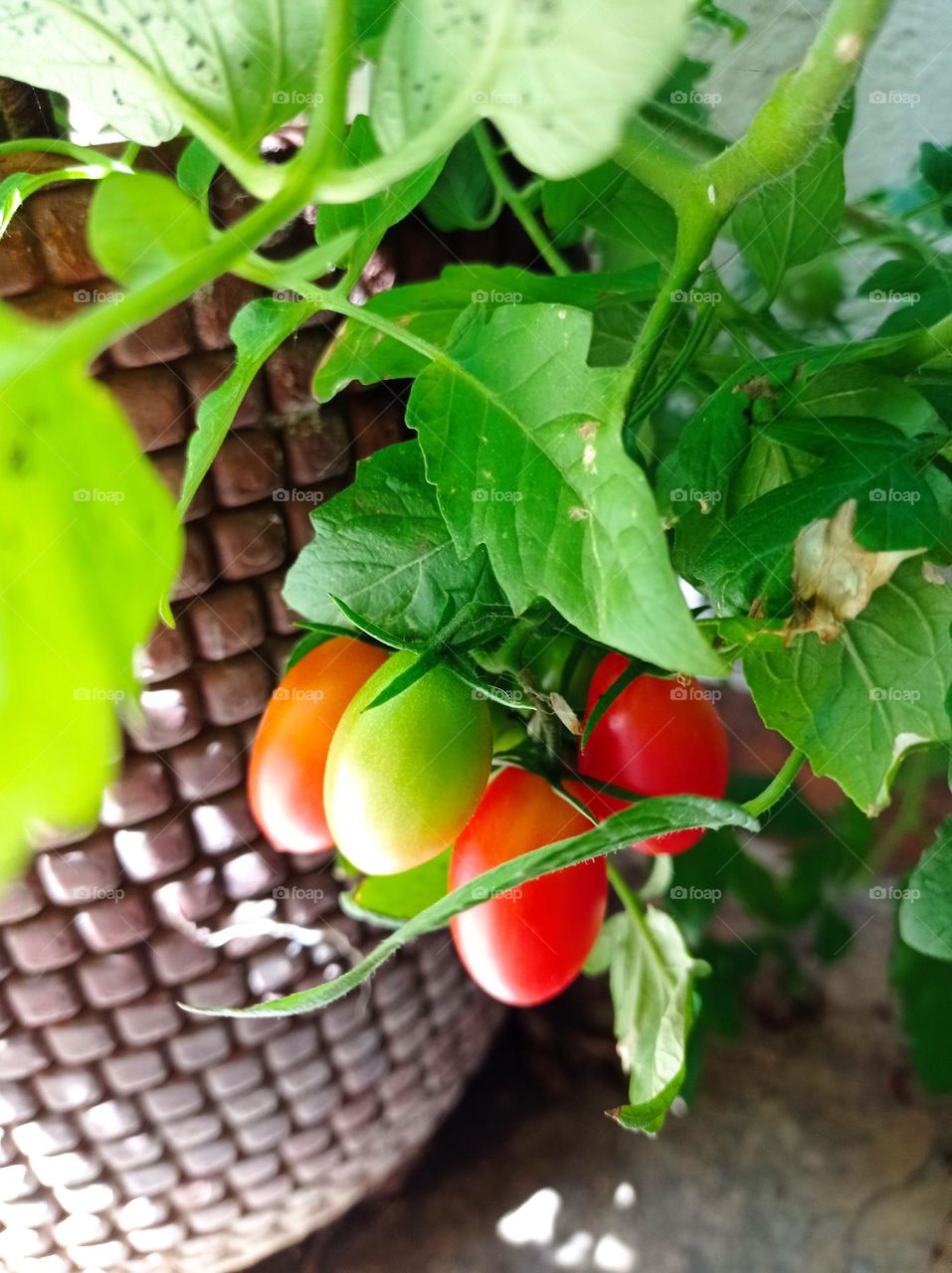 cherry tomatoes / tomates cherry