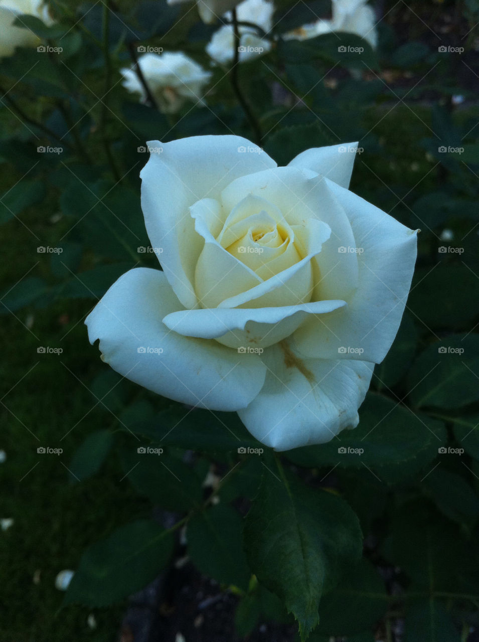 flowers white leaves petals by sabont