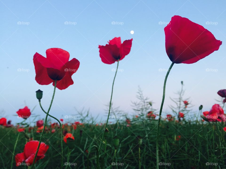 Poppies