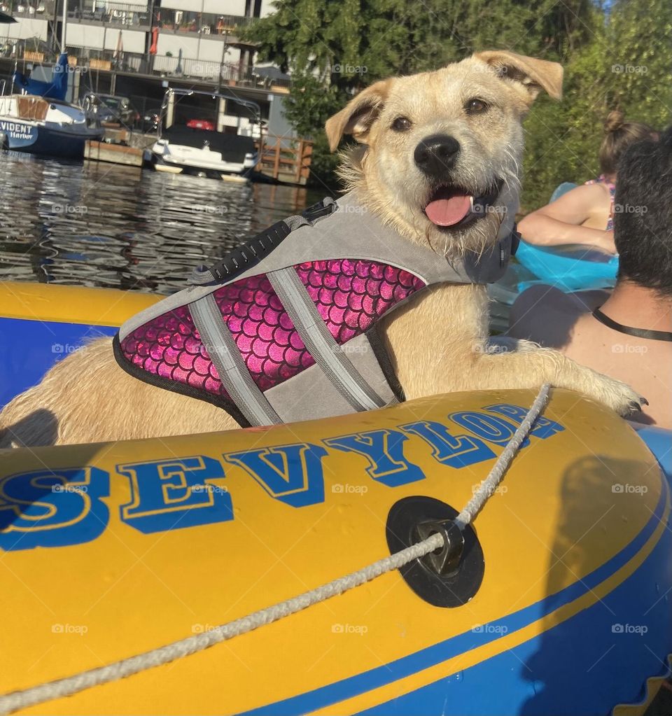 Happy puppy floating in a raft
