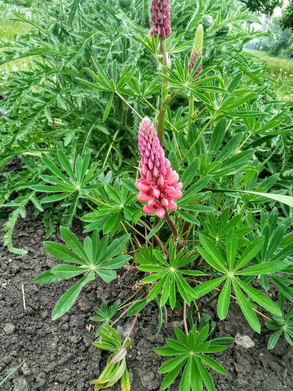 Beautiful pink lupin