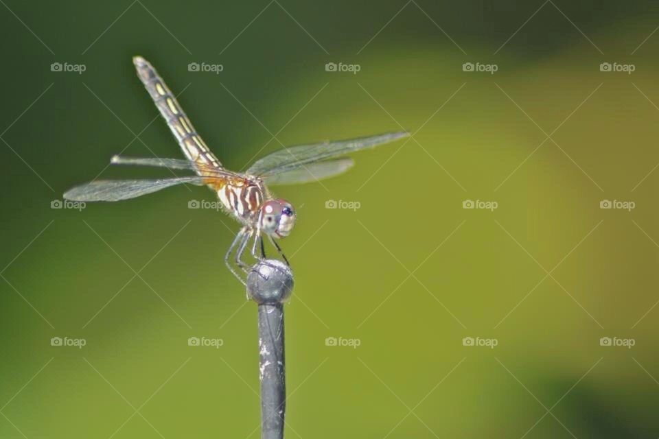 The Awesome Dragonfly.