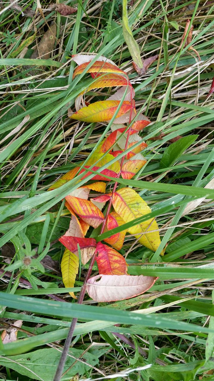Fall branch. Colorful branch that fell in the tall grass from a windy day.