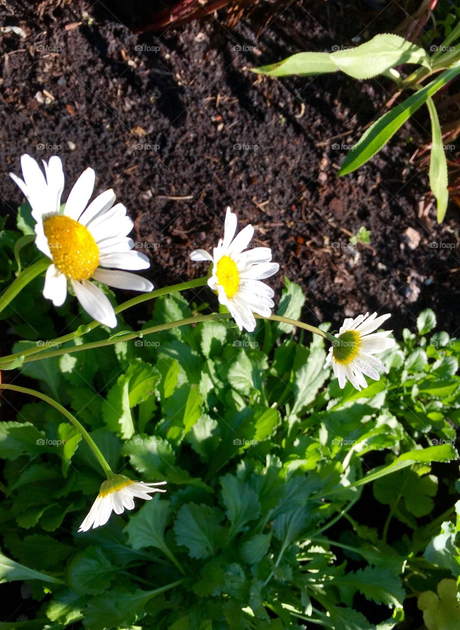 Daisies
