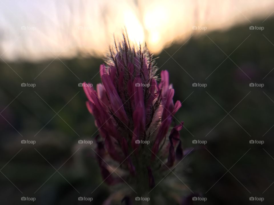 Purple clover wildflower and sunset