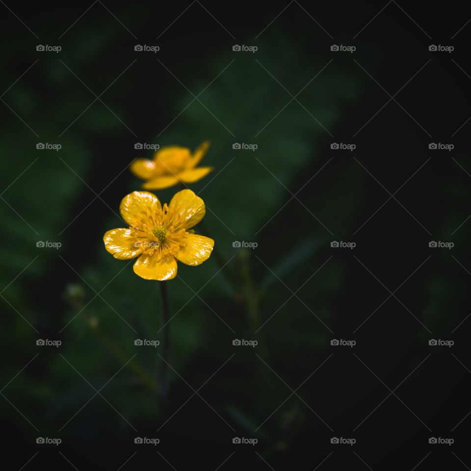 Contrasting colors of yellow bloom in dark forest 