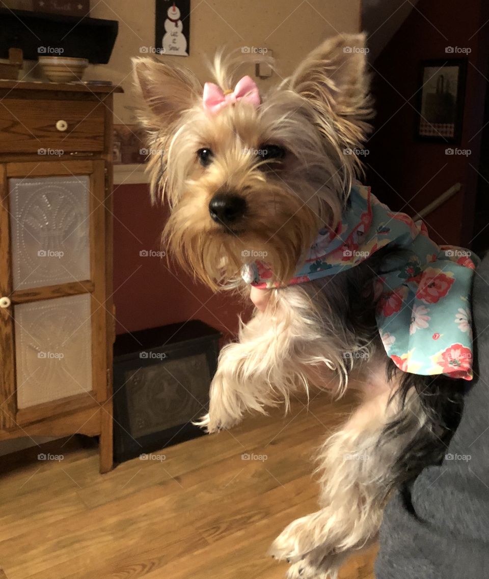 Maisy in a dress
