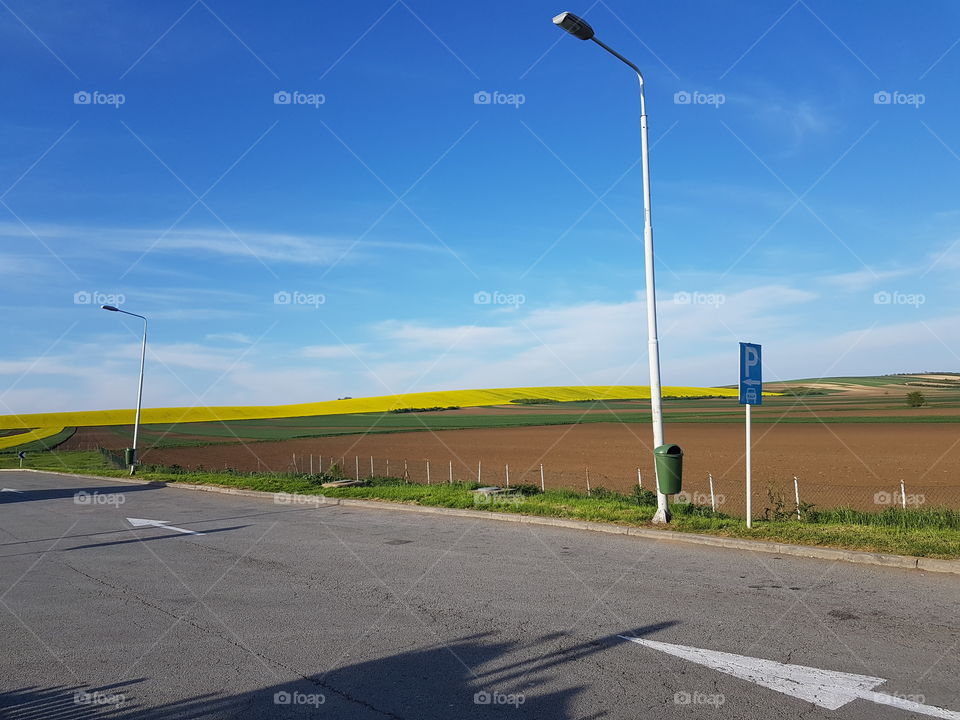 beautiful meadow with yellow flower field