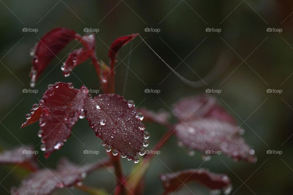 Red leaves and drops