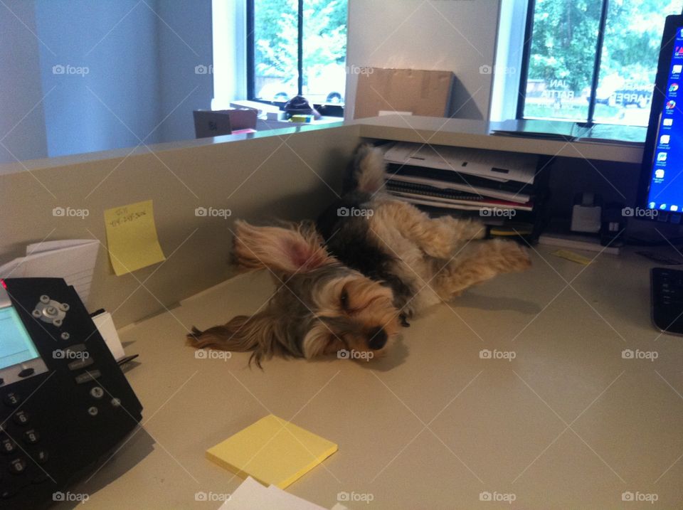 Dog on desk