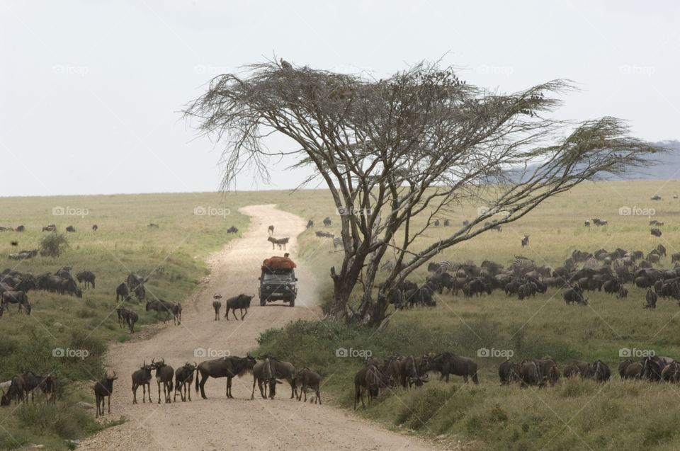 Safari in National Park Serengeti in Tanzania Africa. Wildebeest abd Zebras in a herd in the savanna.