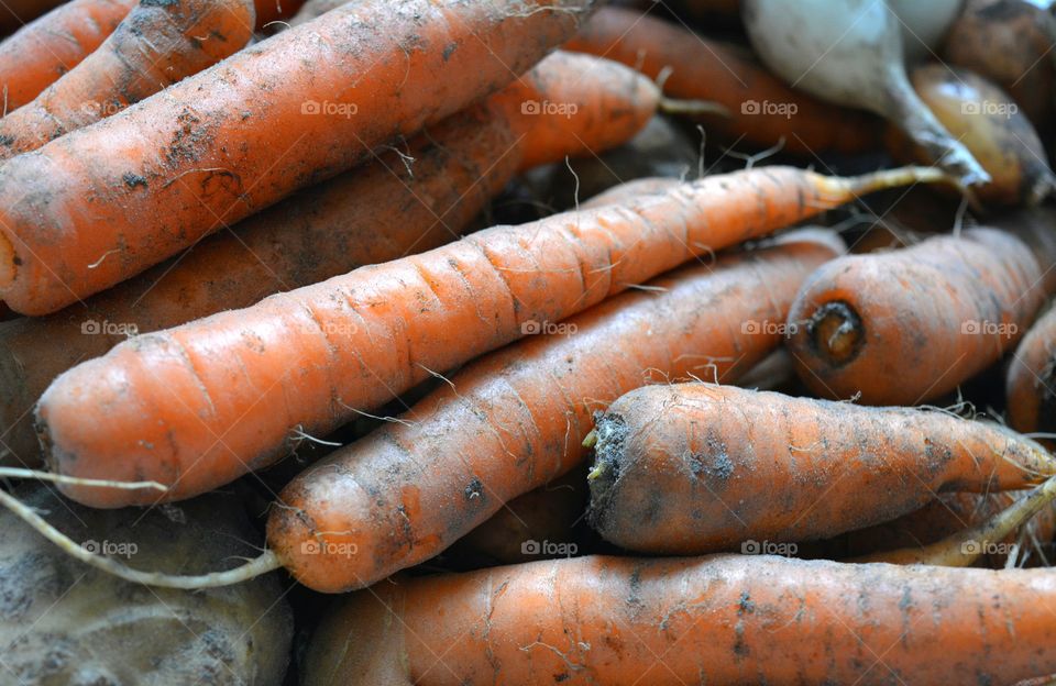 carrot harvest