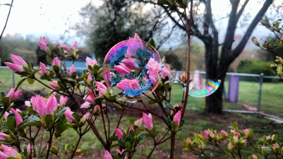 Bubbles on flowers