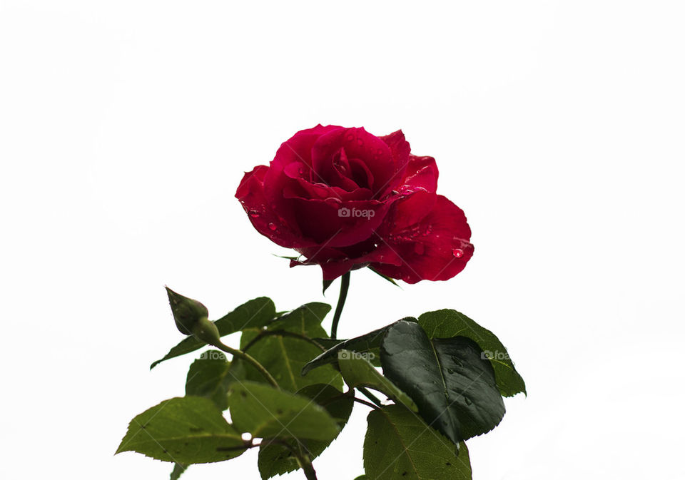 red rose with rain drops