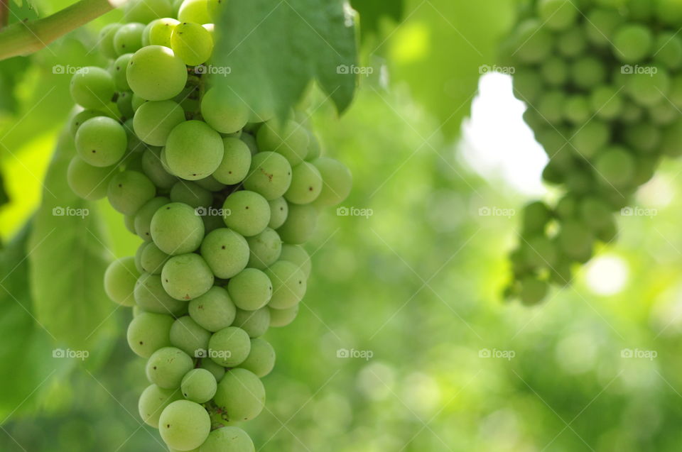 Grapes background 