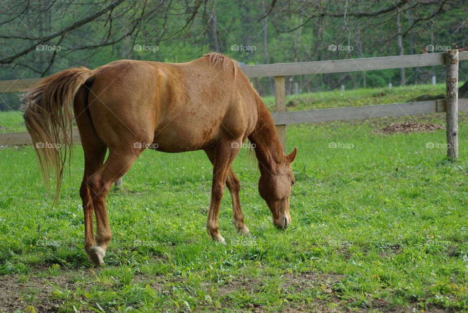 Horse grazing in grass