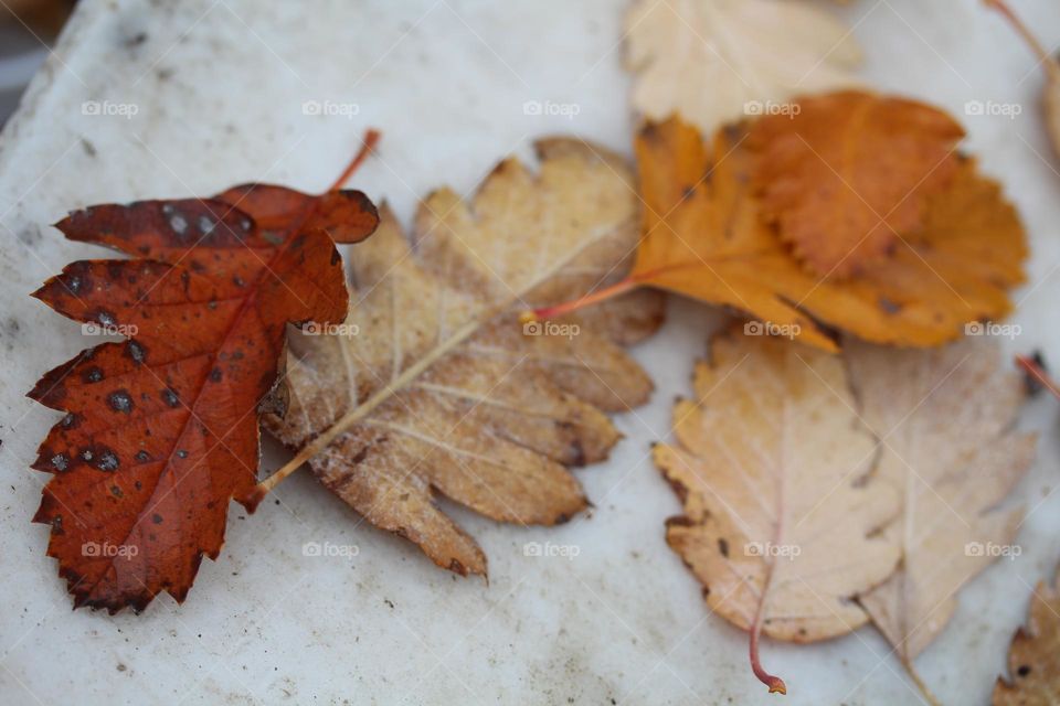 Brown leaves