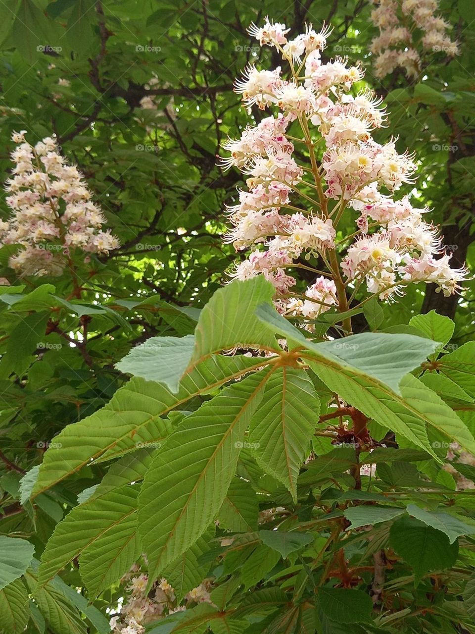 I am beautiful like a bride! Your spring chestnut tree flower!