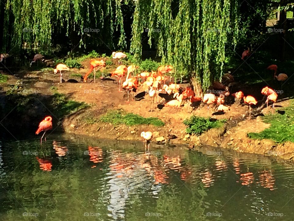 Flamingos by water
