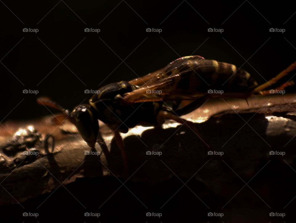 The almost feminine siluette of a wasp,the shadows adding mistery and beauty to it.