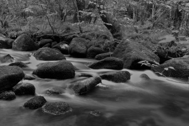 River Bovey in black and white