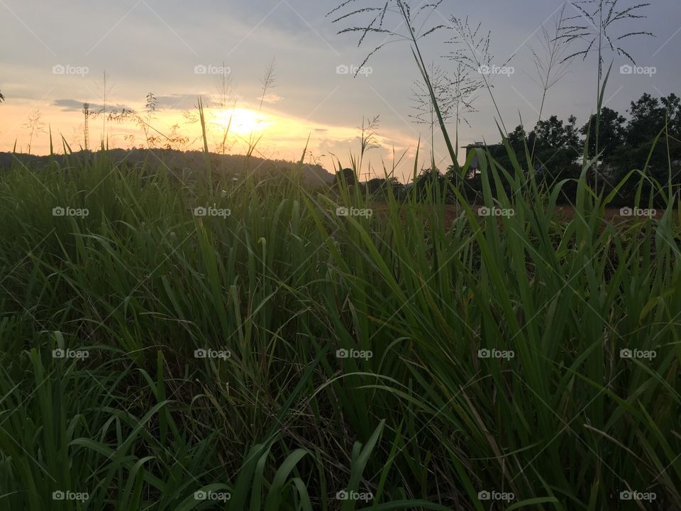 Field, Grass, Landscape, Farm, Dawn