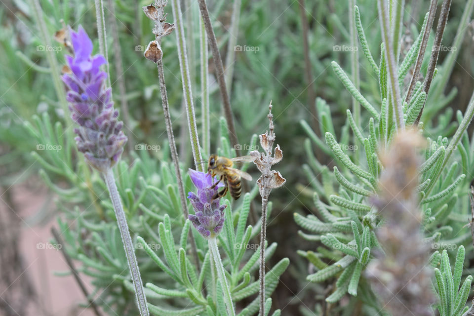 Bee on lavender