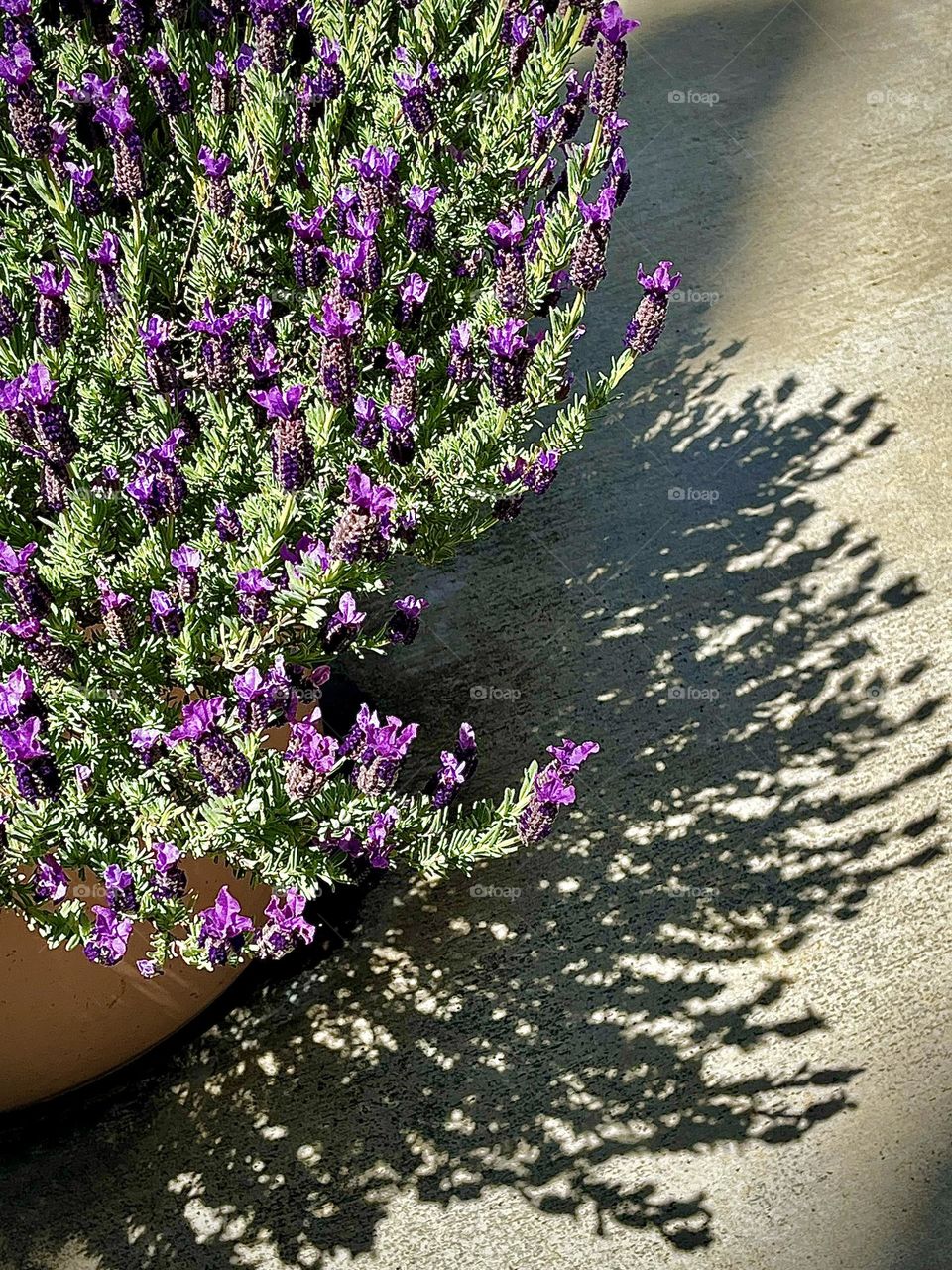 Potted Lavender Plant