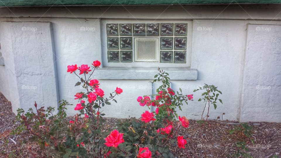 Roses in Front of Glass Block