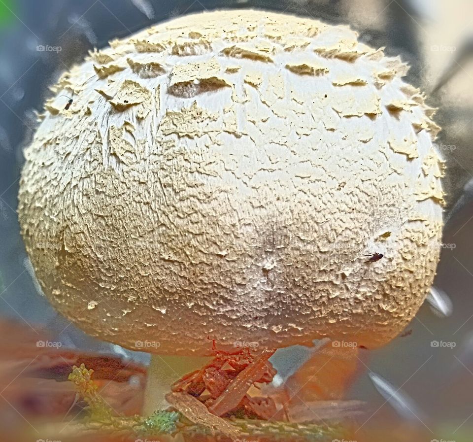 mushroom in my mulch